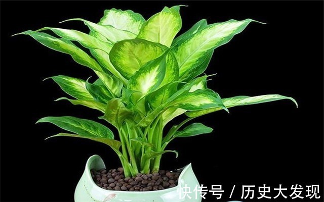 家里常养这四种绿色植物,可以增添绿色和净化空气,家人健康