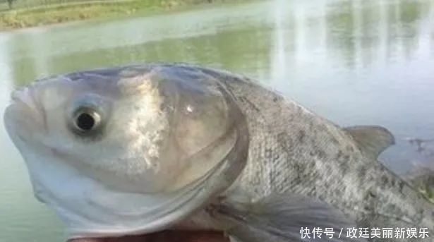 饵料|钓鲢鳙怎么选钓位，用什么饵料效果最好？