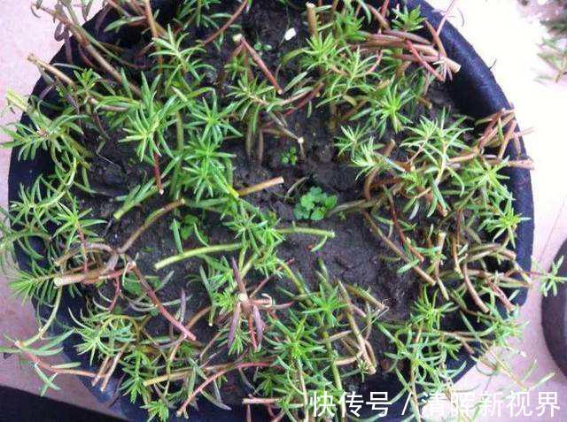 扦插|种了太阳花，试试扦插，一棵种出30棵，一盆开花几十朵，美极了！