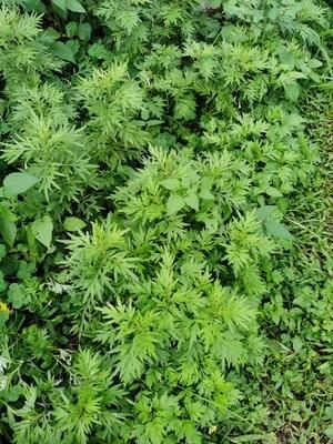 艾糍（自己喜欢就好的版本）