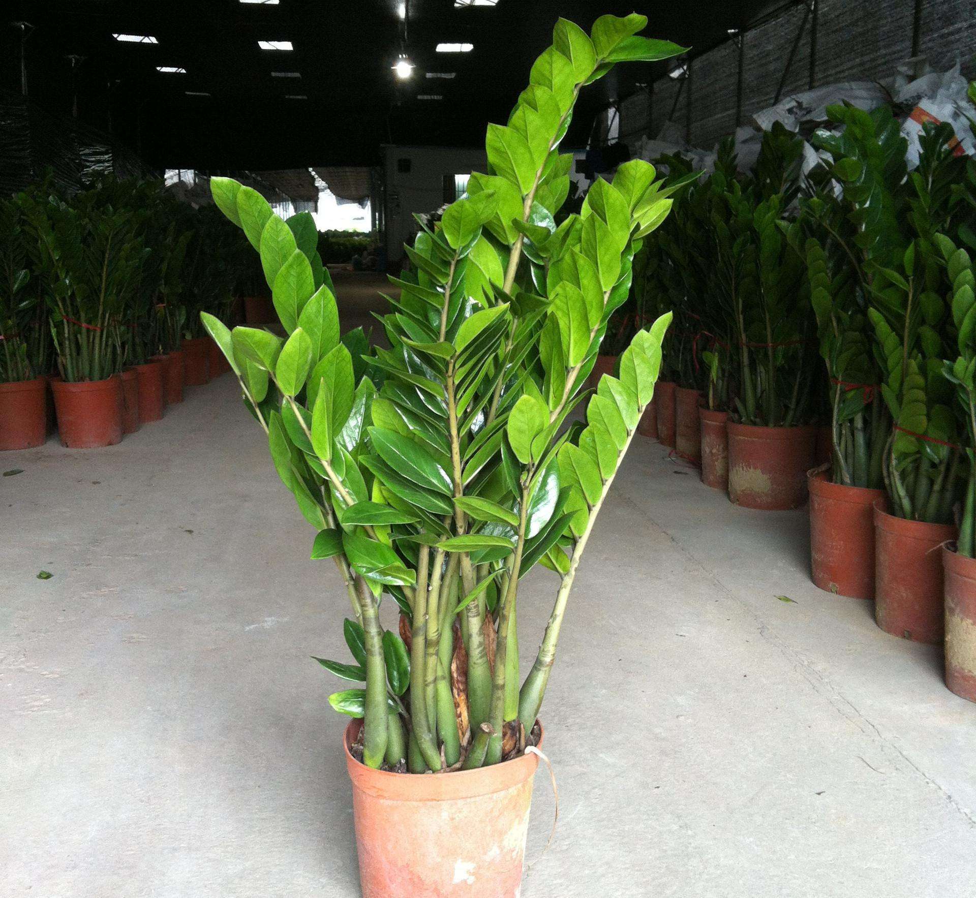 山东大姐养金钱树,盆里加勺“小玩意”,小芽到处窜,年年开花