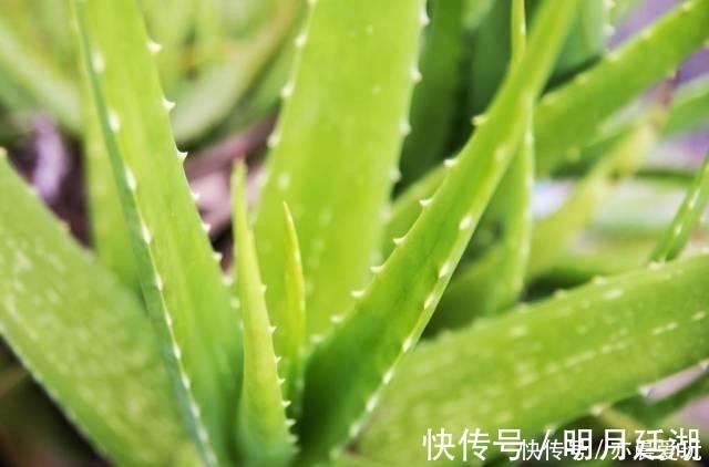 吊兰|卧室就养4种花,“养人”又养气,不是没有道理