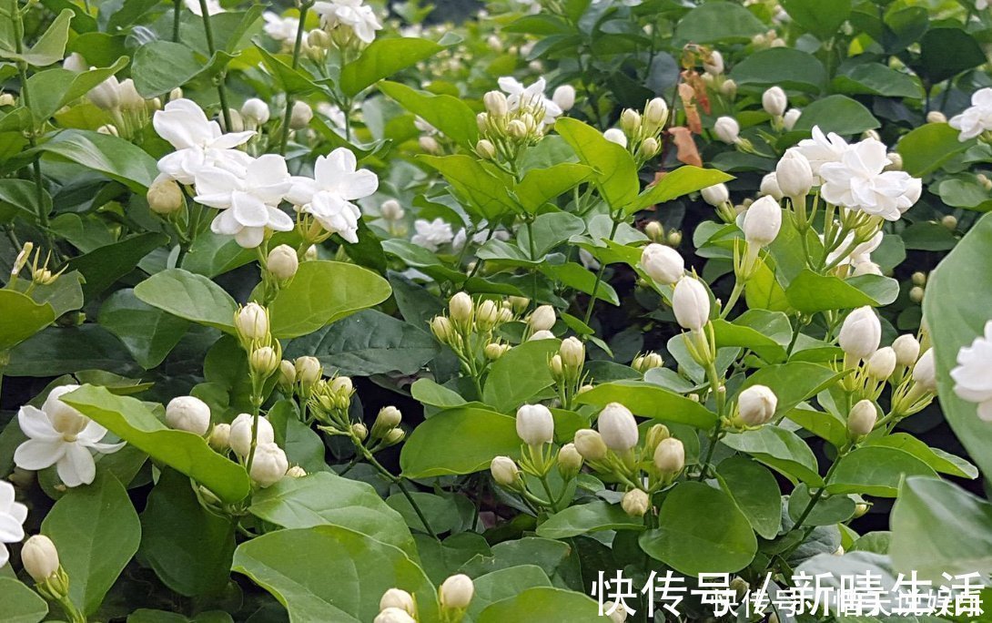 极品|茉莉中的极品，比栀子香10倍，庭院养一株，香飘满园，不种后悔