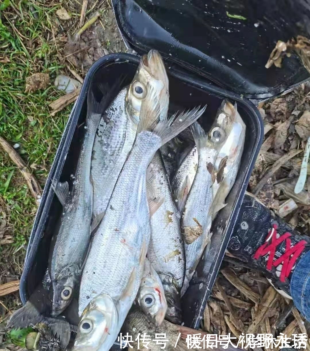 蓑笠哥|盛夏钓翘嘴,渔获你最美,饵料、钓位、技巧分享