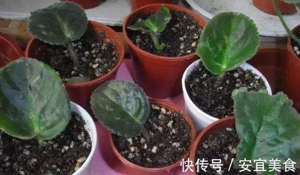 叶片|养花真的不要钱，这3种花摘片叶子放土里，生根就是小盆栽