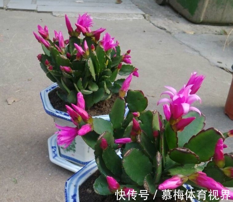 蟹爪兰度夏如渡劫，日常盆栽做好此3点，秋凉才能呼呼窜花苞