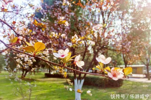 元宵节,带着你的“李焕英”“云”赏花吧!|春暖花开醉咸宁① |元宵节,带着你的“李焕英”“云”赏花吧!\",\"i12\":\"春暖花开醉咸宁①