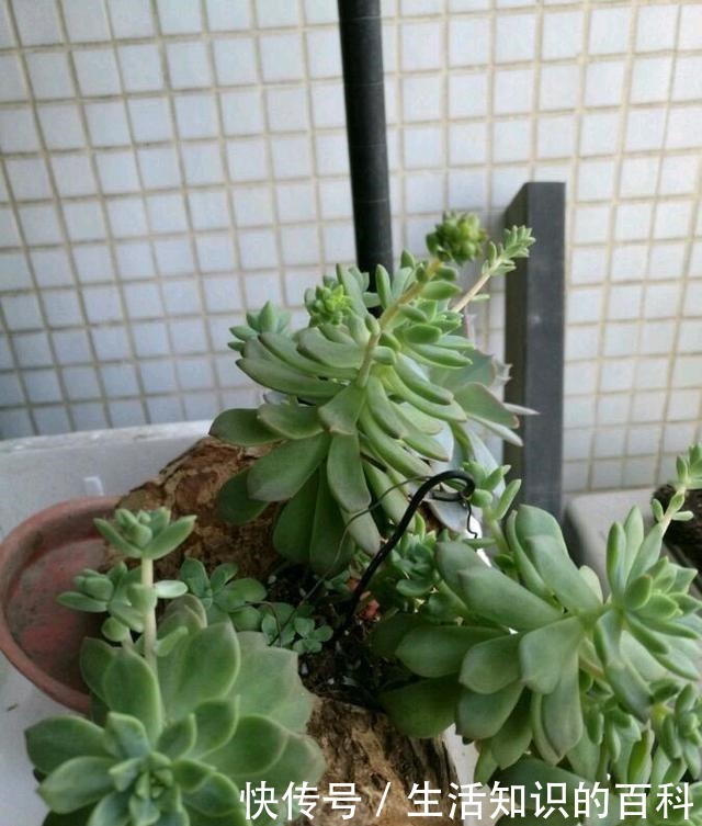 养多肉,最忌“3点”,难怪一养就抽成草,赶紧挽救还来得及!