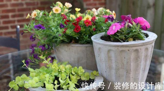 叶片|4种漂亮花，适合“穷养”，用小盆多晒晒，长得更好看