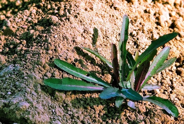 凉拌|65种野菜图片,带你认识不同的野菜和吃法,你想要的野菜这里都有