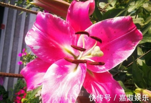 百合花|此种花比玫瑰香，花朵比2个手掌大，养在院子里人见人夸