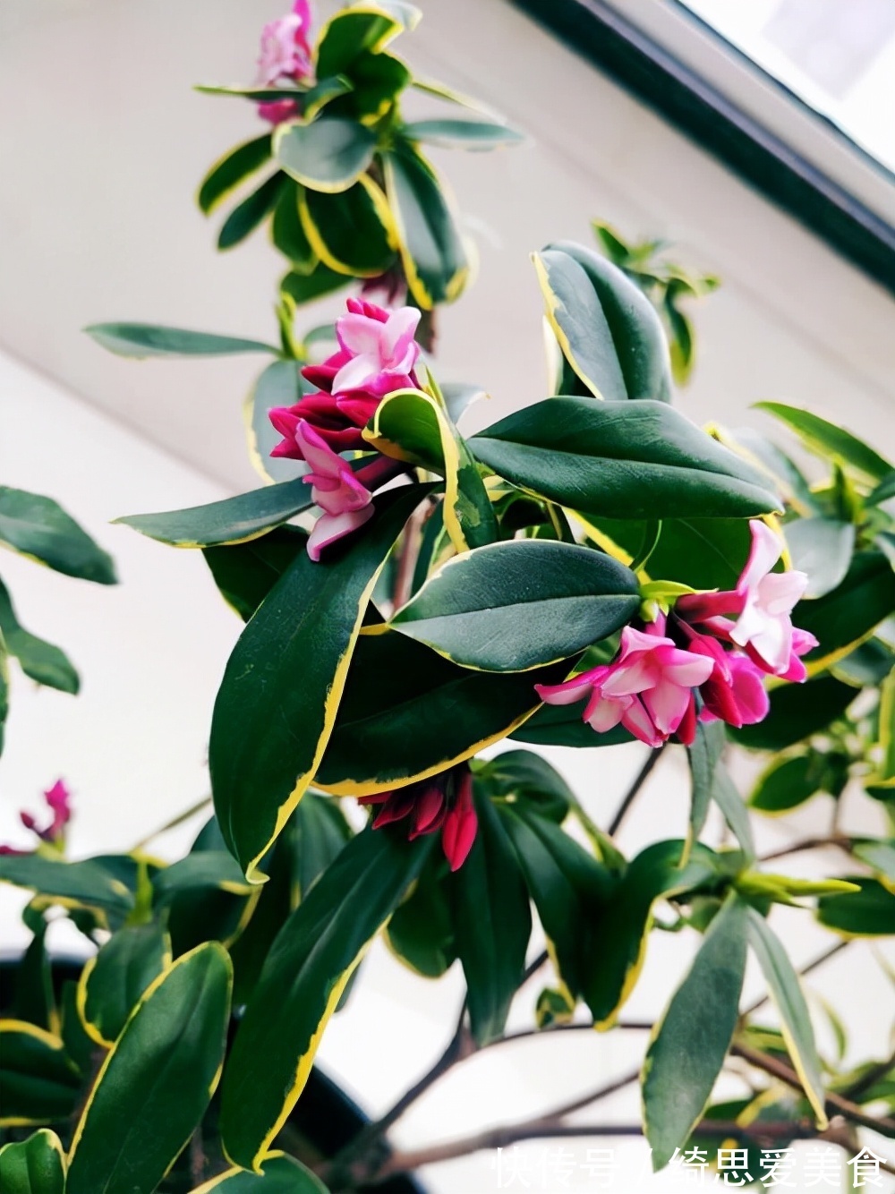 客厅想养“健康花”,建议从这12种里面选,不仅养人,还大气吉祥