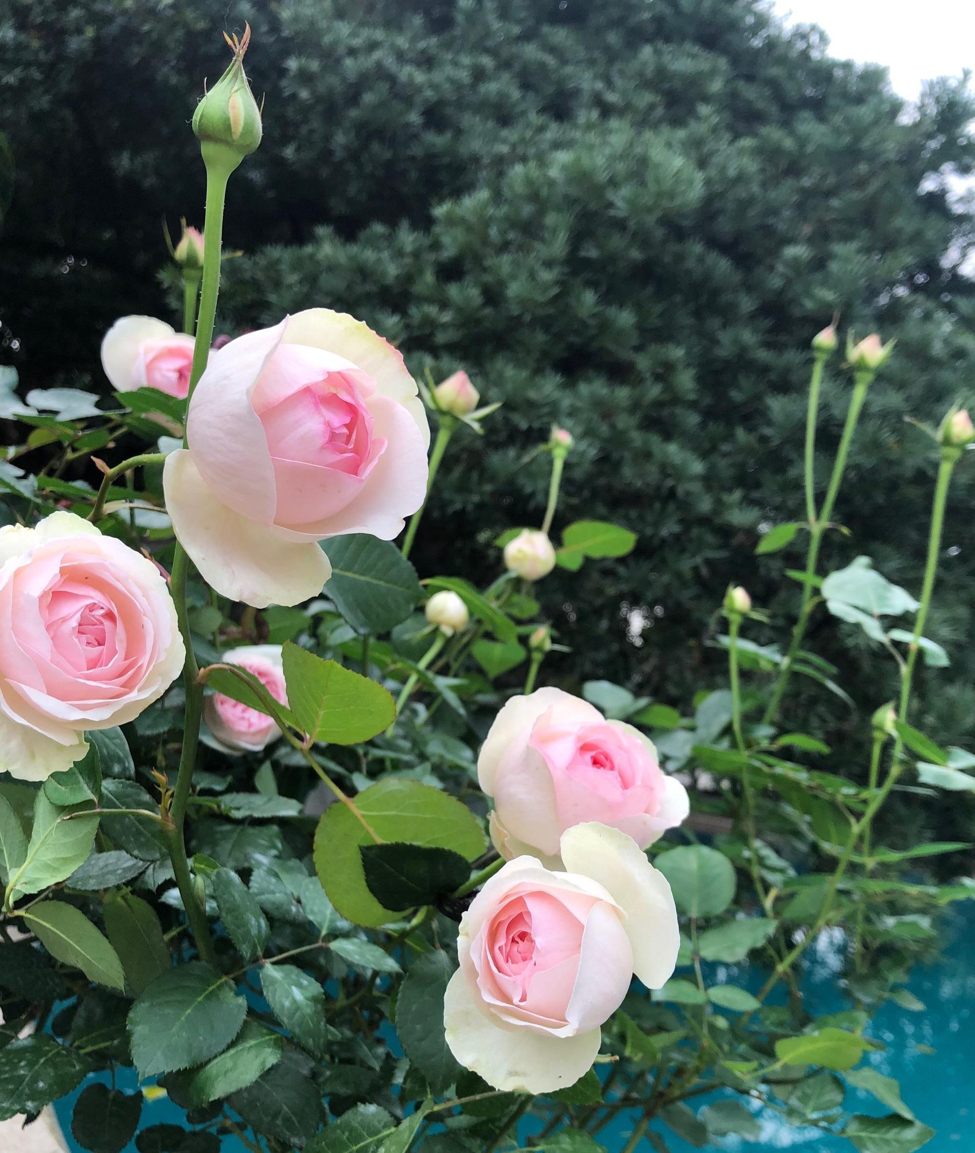 伊芙乙女心,月季界的仙女,又美又仙,浓香四溢,四季花开