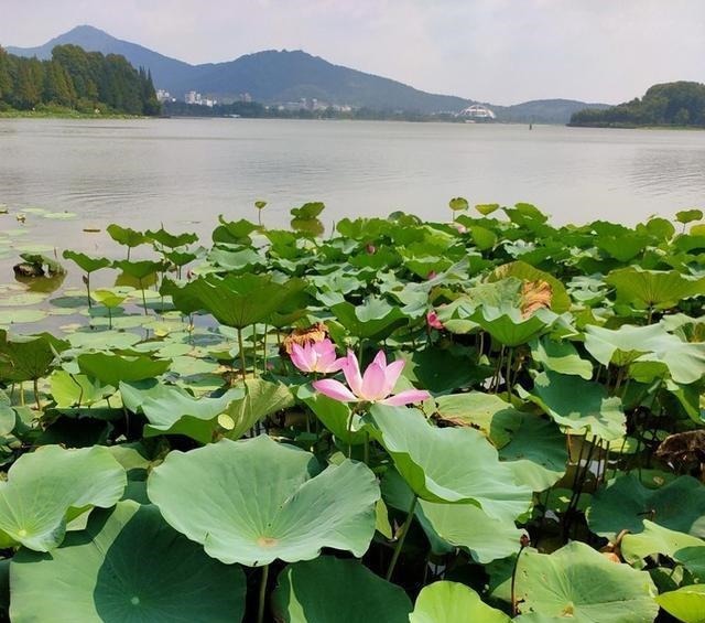 看玄武湖的景，说玄武湖的历史故事