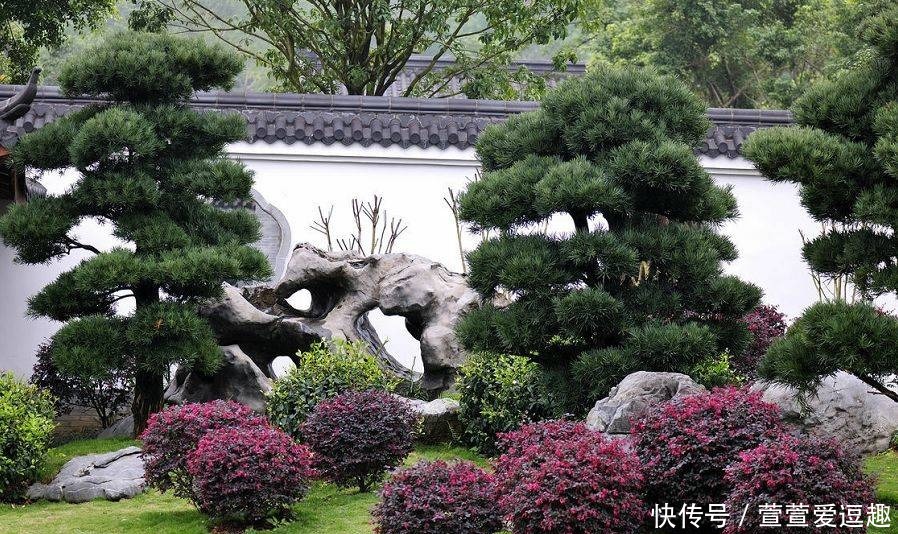 庭院种什么树最吉利,还好看?