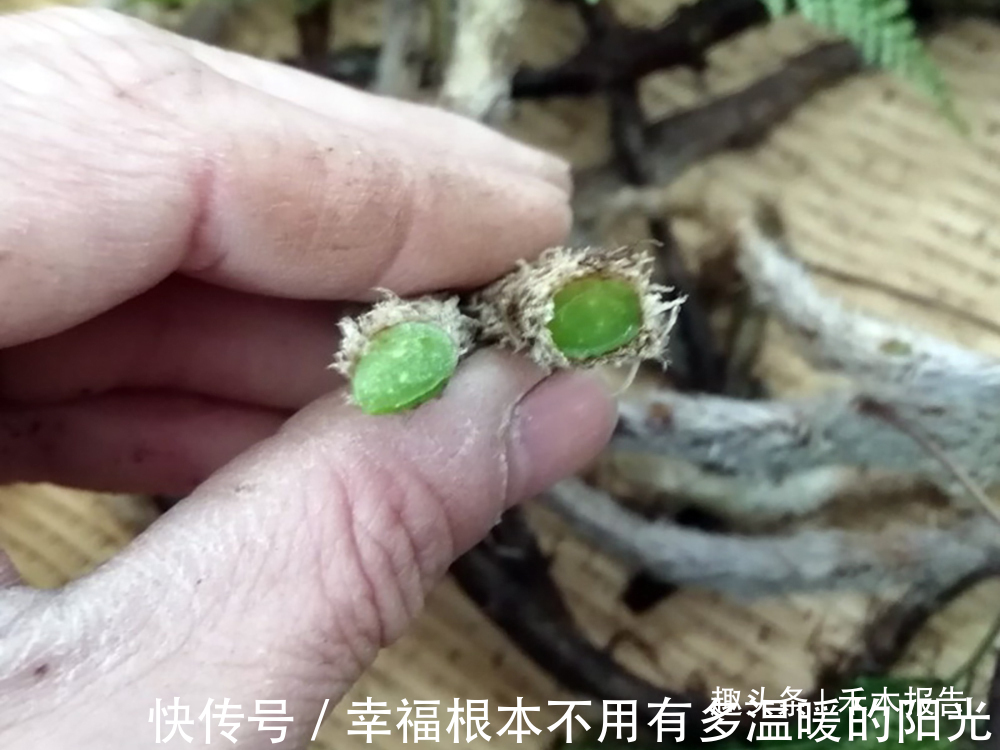蕨类植物|名字有点吓人，山里人却当成宝，常拿来泡酒，如今20元一斤很稀罕