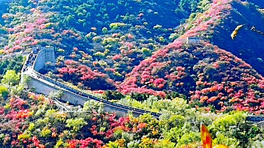 万里长城|巍巍长城亘山川，枫叶流丹，万山红遍，层林尽染，景色万千