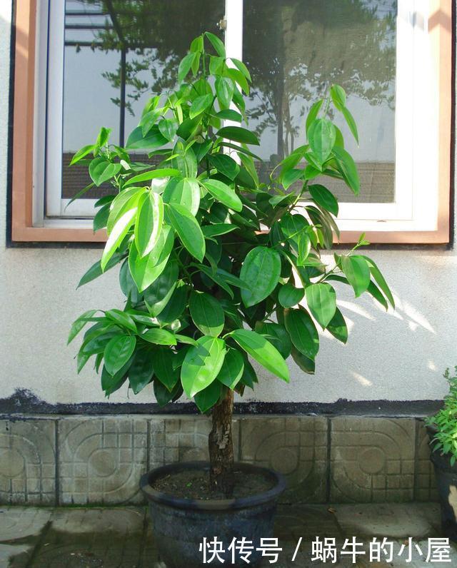 4种树适合摆放客厅里,好养、好看还旺运,我要几盆