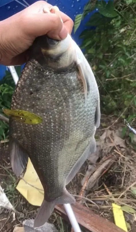 入冬后钓鱼要钓深,钓底?很多时候不仅要钓“浅”还要钓“浮”