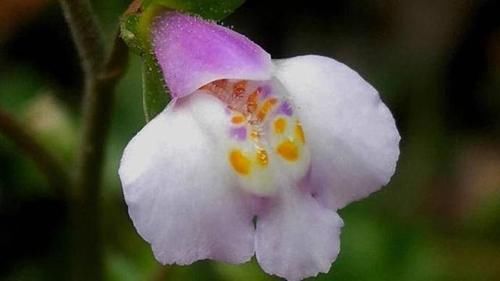 这草在通向泉水的地方生长，无声无息开出多彩的小花