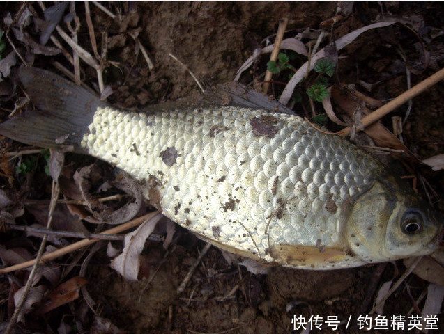 钓鱼人|冬天到了,鱼难钓,怎么办?说说我的方法