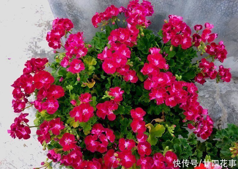 6种花,长高就“变丑”,株型低矮才“漂亮”,要舍得剪