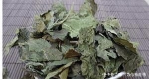 “桑树叶子”泡水喝真的能“降三高”吗专家给出了真实的答案！