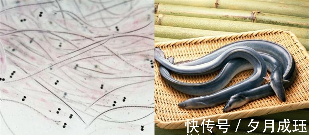 玻璃鳗@被人吃了几千年的鱼,直到突然濒危,也没人知道它们来自何处