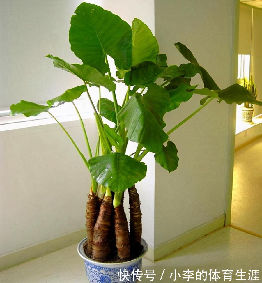 8种“小毒花”,叶子毒性大,家里若养着,光看别动它