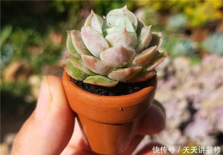 爸妈不在家,我在院子里疯狂种多肉,倍儿爽