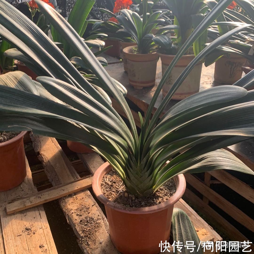 根系|夏天君子兰容易烂根，浇水不要太多，花土积水，根就容易烂