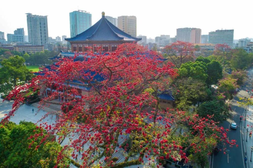 不看这组图，你就不知道花城有多美！