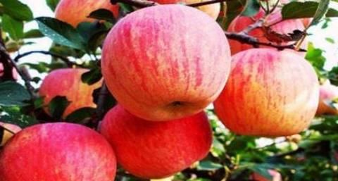 延年益寿|想长寿全靠吃，秋天老人3种水果离不开，延年益寿，提高免疫力