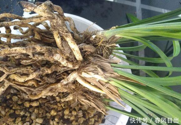 双株|养好兰花只用此一招!兰花换盆,分盆,捂老头,爆芽,爆花