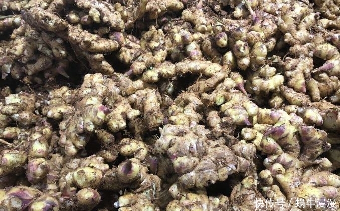 生姜可治疗祛风，防胃病，功效多多，去湿气7天见效，你值得一试