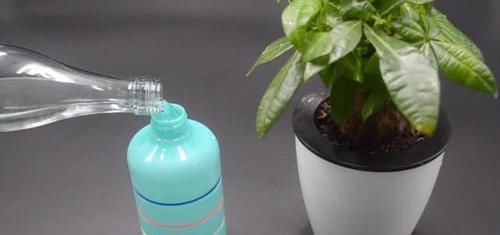 小窍门|不管多难养的花,浇水时加点它,不黄叶还不烂根,比花肥还好用