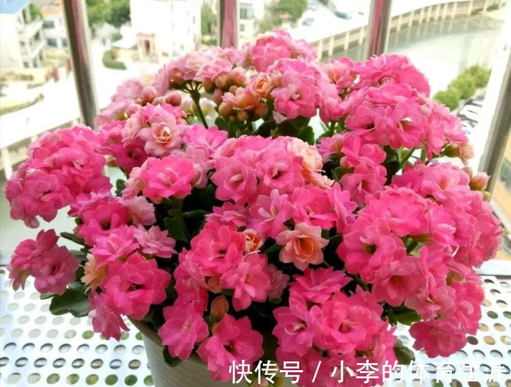 龙骨|9种花好养又吉祥，却是“穷苦命”，小盆少水多晒晒，反而长得旺