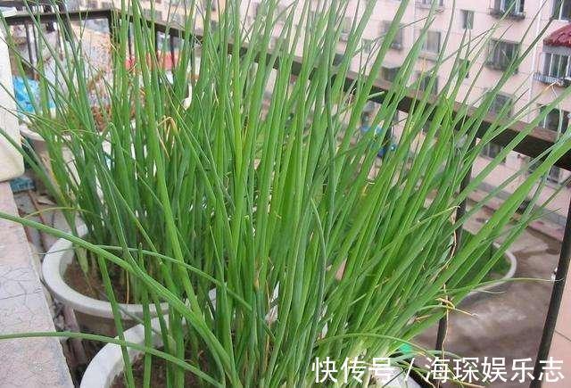 盆栽|4步教你盆栽小葱,又粗又“肥硕”,不用再去菜市场买啦
