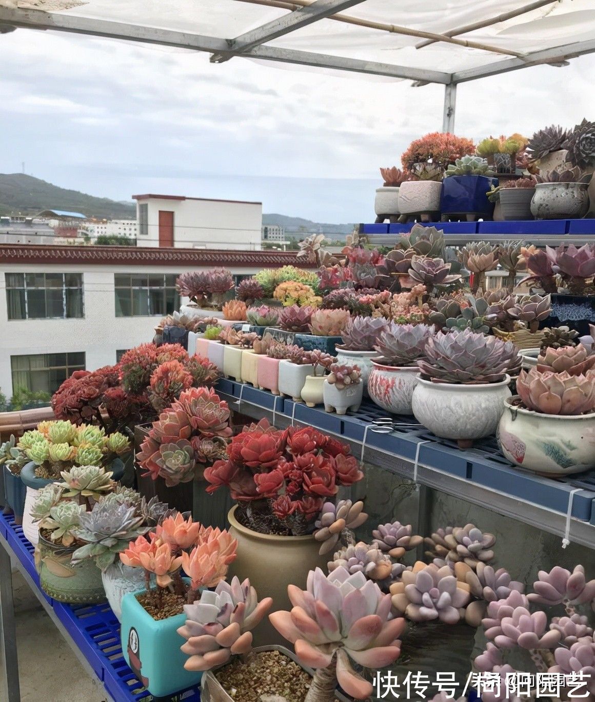 以“商人视角”养多肉,保你不吃亏,每年都能养新品种,永不厌烦