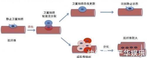 锻炼|为什么撸铁这类锻炼才能有效增肌?增肌的原理是什么?