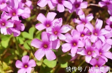 浇水|开花不断的5种花卉,赏花又闻香,花期超长,漂亮又好养!