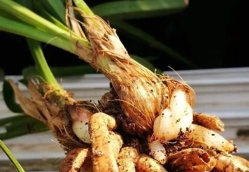 兰花只发芽不长根，究竟是什么原因？原因很简单，治理也不难