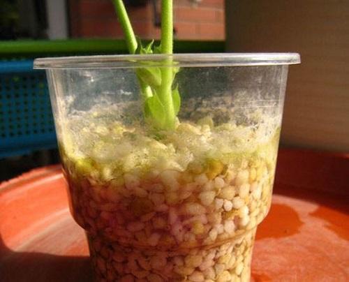 扦插|扦插怎么保证成功率这几个“小玩意”不能少，用了就有效