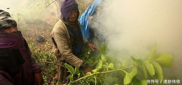喜马拉雅山采蜜人:雪山蜜只供尼泊尔皇室享用,5倍价格都不卖