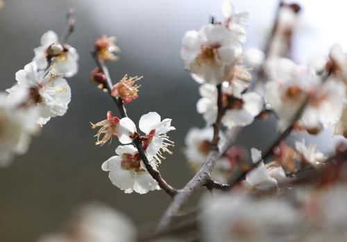 潼南|赏梅黄石寨,踏春正当时