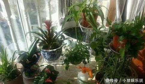 聪明人养花,这3种“花”怎样也要养一盆,每年能省不少医药费