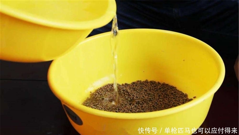 春季钓鲤鱼,饵料用小鸡饲料就够了,多种搭配方法,不输商品饵!