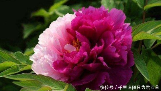 新手|新手养花,不如养盆花中精品“二乔”,花大色艳,耐寒耐旱