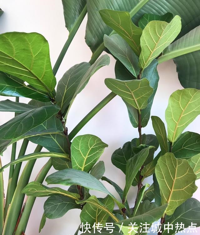 这花真是太难养了,买一盆死一盆,新手还是要谨慎!