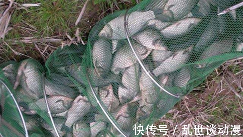 初冬钓鲫鱼,气温变低鱼口变轻,有3大法宝放大漂相,提升中鱼率